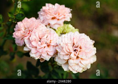 Schöne Orange oder rosa Rose im Garten. Tropische Rosen, die bereit sind, gegen heiße und feuchte Temperaturen zu blühen. Pfirsichrose. Stockfoto