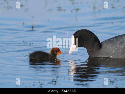 Mit Jungen, deren Küken kahlköpfig sind, also kahlköpfig! Stockfoto