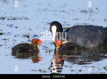 Mit Jungen, deren Küken kahlköpfig sind, also kahlköpfig! Stockfoto