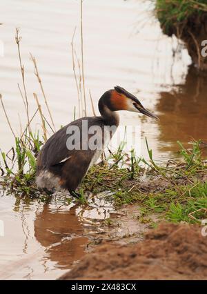 Dieser erwachsene Vogel schwamm zum Ufer, wo er zuerst stand, dann saß er und stellte sich ungestört von meiner Anwesenheit vor. Stockfoto