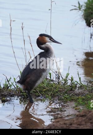 Dieser erwachsene Vogel schwamm zum Ufer, wo er zuerst stand, dann saß er und stellte sich ungestört von meiner Anwesenheit vor. Stockfoto