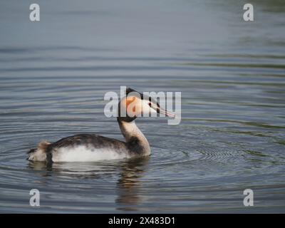 Dieser erwachsene Vogel schwamm zum Ufer, wo er zuerst stand, dann saß er und stellte sich ungestört von meiner Anwesenheit vor. Stockfoto