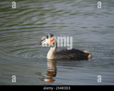 Dieser erwachsene Vogel schwamm zum Ufer, wo er zuerst stand, dann saß er und stellte sich ungestört von meiner Anwesenheit vor. Stockfoto