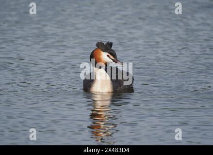 Dieser erwachsene Vogel schwamm zum Ufer, wo er zuerst stand, dann saß er und stellte sich ungestört von meiner Anwesenheit vor. Stockfoto