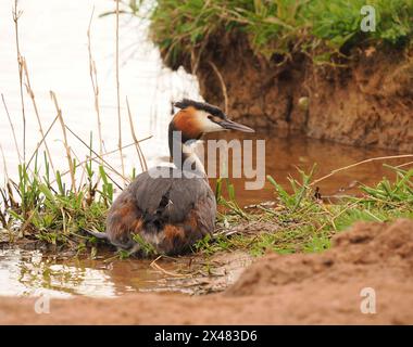 Dieser erwachsene Vogel schwamm zum Ufer, wo er zuerst stand, dann saß er und stellte sich ungestört von meiner Anwesenheit vor. Stockfoto