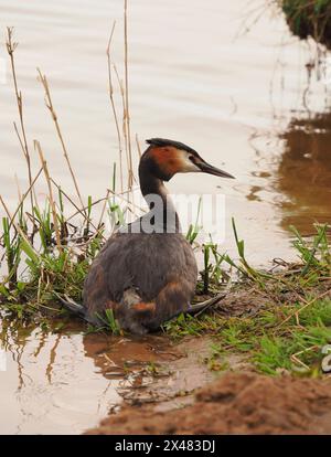 Dieser erwachsene Vogel schwamm zum Ufer, wo er zuerst stand, dann saß er und stellte sich ungestört von meiner Anwesenheit vor. Stockfoto