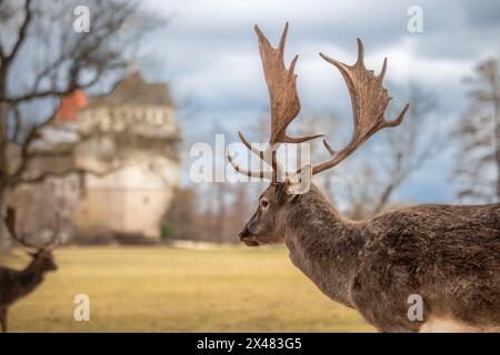 Europäischer Damhirsch mit Schloss Blatna in Tschechien. Porträt eines Wiederkäuers mit Geweih während des Bewölkungstages in Europa. Stockfoto