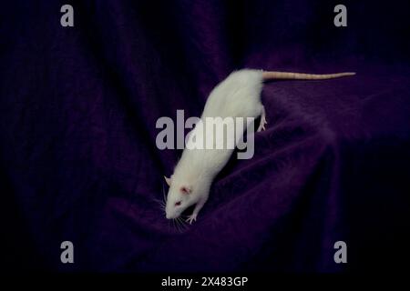 Albino-Standardratte kuschelt mit ihrem Besitzer Stockfoto