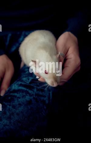 Albino-Standardratte kuschelt mit ihrem Besitzer Stockfoto