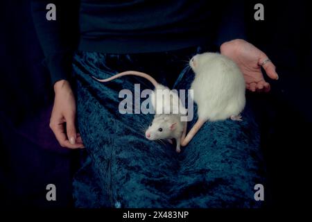 Albino-Standardratte und Albino-Standardratte kuscheln mit ihrem Besitzer Stockfoto