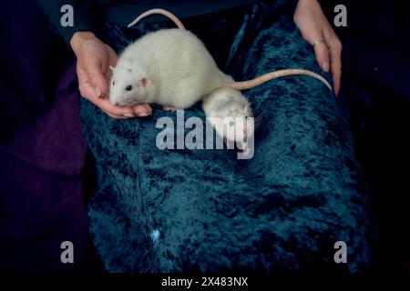 Albino-Standardratte und Albino-Standardratte kuscheln mit ihrem Besitzer Stockfoto