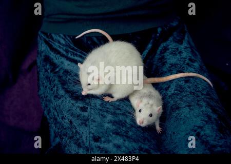 Albino-Standardratte und Albino-Standardratte kuscheln mit ihrem Besitzer Stockfoto