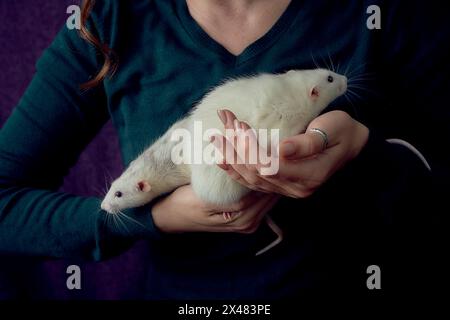 Albino-Standardratte und Albino-Standardratte kuscheln mit ihrem Besitzer Stockfoto