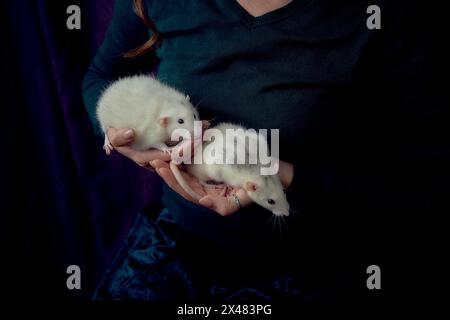 Albino-Standardratte und Albino-Standardratte kuscheln mit ihrem Besitzer Stockfoto