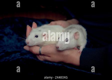 Eine Albino-Standardratte und Albino-Standardratte kuscheln mit ihrem Besitzer Stockfoto