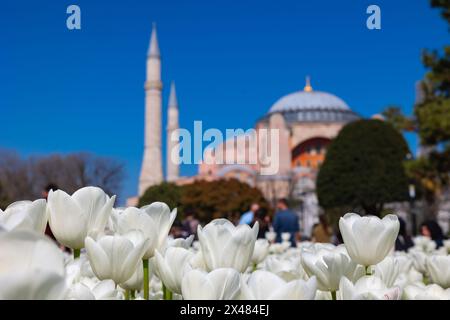 Besuchen Sie Istanbul Concept. Weiße Tulpen und Hagia Sophia Moschee auf dem Hintergrund. Stockfoto