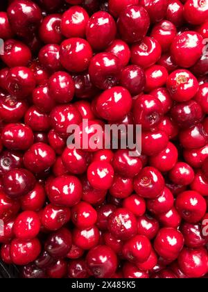 Kirschen (Prunus avium) Hintergrund, viel Obst, Blick von oben Stockfoto