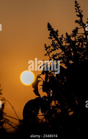 Erleben Sie die Pracht der Natur mit einem lebhaften Sonnenuntergang, der einen orangefarbenen Farbton über Dehradun City, Uttarakhand, Indien, ausstrahlt. Faszinierende Wolkenlandschaft vervollständigt den Stockfoto