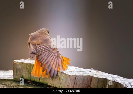 Weibliche Rotstarte (Phoenicurus phoenicurus), die auf einem Stamm eines geschnittenen Baumes hockte und einen Flügel streckte. Raumbild kopieren. Stockfoto