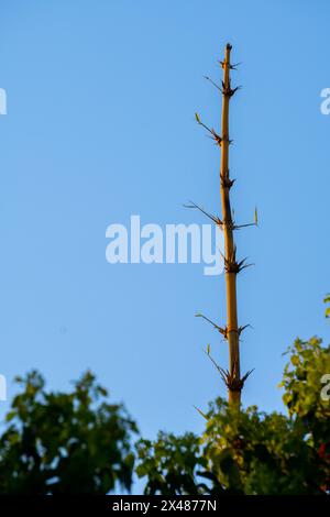 Bambusbaum, der in den Himmel gegen den klaren blauen Himmel reicht. Organische Umwelt in Uttarakhand, Indien. Hohes Bambuswachstum in natürlichen Lebensräumen. Stockfoto