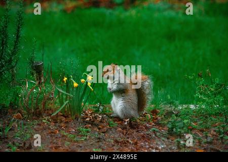 Kurioses Eichhörnchen inspiziert einen Britischen Garten Stockfoto