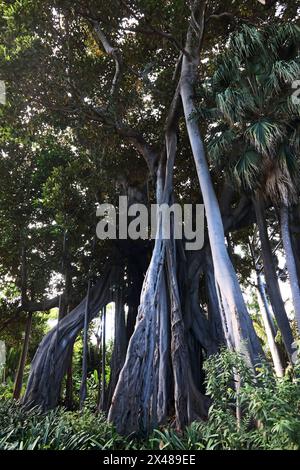 Ficus Macrophylla Columnaris Banyan-Baum wächst in den Botanischen Gärten, Puerto de la Cruz, Teneriffa Stockfoto