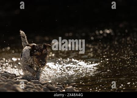 Kontrastiv: Ein kleiner Jack-russell-Terrier, der sich an Aktivitäten am Wasser in dunkler, hintergrundbeleuchteter Umgebung beteiligt Stockfoto