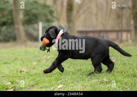 Ein 8 Wochen alter schwarzer Labrador-Welpe spielt mit einem Spielzeug auf einer grünen Wiese Stockfoto
