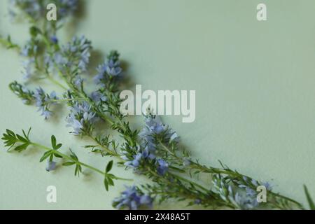 Hellblauer botanischer Rahmen auf hellgrünem Hintergrund mit Kopierraum. Blumenhintergrund Stockfoto