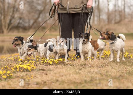 Pack Jack Russell Terrier ein. Hundesitter läuft mit vielen Hunden an der Leine in der wunderschönen Natur im Frühling Stockfoto