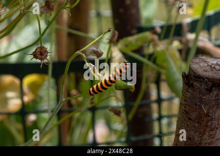 Gestreifte raupe der Zinnober-Motte, die auf einem Ragwurzstiel klettert. Sommer, Cambridge, England, Großbritannien Stockfoto