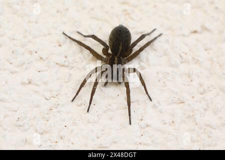 Große braune Wolfsspinne an der Wand. Makrofoto der Spinne Stockfoto