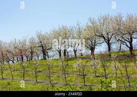 Ein Apfelgarten in Blüte, Columbia, County, Bundesstaat New York. Stockfoto