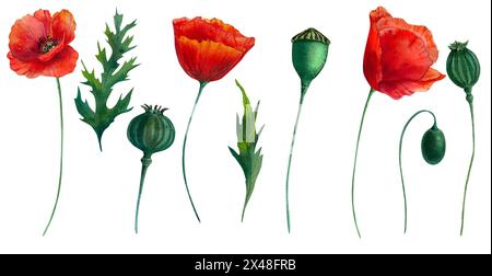 Rote Mohnblumen, Aquarell, botanische Illustration, wilde Blume, realistisch, grün, rot, Muttertag Stockfoto