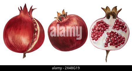 Granatapfel, Aquarelle, Früchte, Blätter, Blume, Illustration, Dekoration, Design, handgezeichnet, realistisch Stockfoto