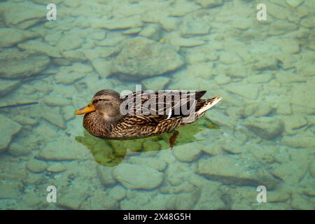 Stockenten am Gardasee Stockfoto
