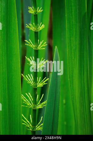 Wasser Schachtelhalm Equisetum fluviatile Blätter aus den Stammgelenken im Frühjahr auf den Somerset Levels UK Stockfoto