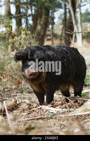 Domestizierte schwarze Schwalbenbauchhaarige ungarische Haarige, Woolly, Mangalitsa-Sau, Schwein-Roaming Wild zur Wiederherstellung natürlicher Lebensräume, Arne UK Stockfoto