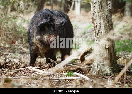 Single domestizierte schwalbenbauchige schwarze Wolle, Haarige Mangalitsa ungarische Sau, Schwein, Futtersuche, Arne UK. Wiederherstellung Von Lebensräumen Stockfoto