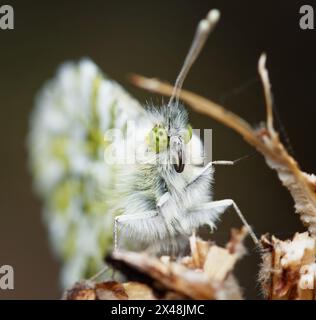 Makroaufnahme, Nahaufnahme der gefleckten Augen und der gekräuselte Proboscis Eines weiblichen Schmetterlings mit Orangenspitze, Anthocharis cardamines, Rasting, New Forest UK Stockfoto