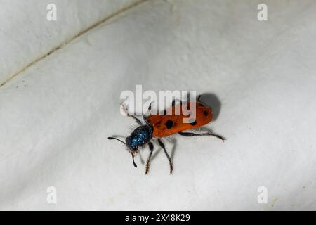 Trichodes octopunctatus, karierter Käfer Stockfoto