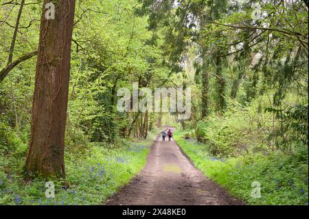 Zwei Personen, die im Mai an einem Brückenweg durch grüne Bäume spazieren gehen Stockfoto