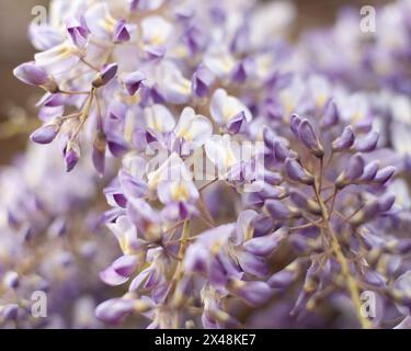 Violette Glyzinien blüht im Mai, Nahaufnahme, gedämpfte Farbe, weicher Hintergrund Stockfoto