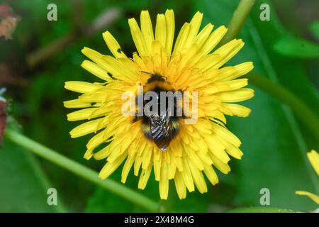 Eine frühe Hummelkönigin (Bombus pratorum), die ordentlich in der Mitte eines Löwenzahns ruht. Tunstall Hills, Sunderland, Großbritannien Stockfoto