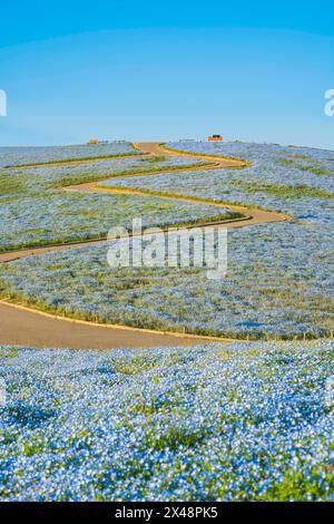 Nemophila (Baby Blue Eyes) im Hitachi Seaside Park Stockfoto
