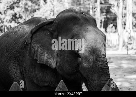 Ein Porträt eines asiatischen Elefanten, aufgenommen in Luang Prabang, Südostasien. Stockfoto