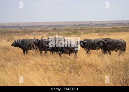 Afrikanische Büffelherde (Syncerus Caffer) Cape Buffalo, ist ein großes afrikanisches Rinder aus der Subsahara. Stockfoto