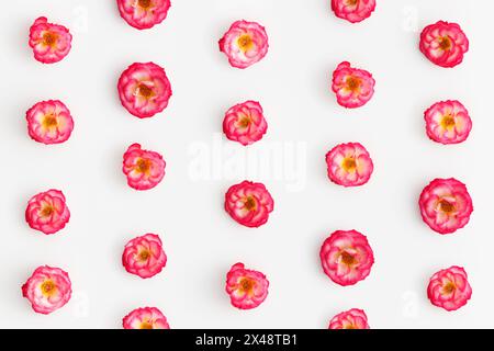Blumenmuster aus rosa Rosen auf weißem Hintergrund. Draufsicht. Stockfoto