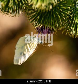 Nahaufnahme eines weißen Schmetterlings, der an einer violetten Blüte hängt. Stockfoto