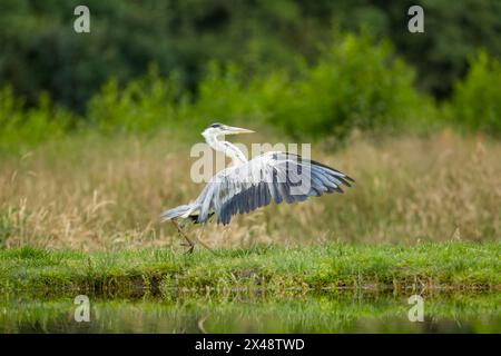 Graureiher (Ardea ginerea), der am Rand eines Beckens steht, mit ausgestreckten Flügeln vorne Stockfoto